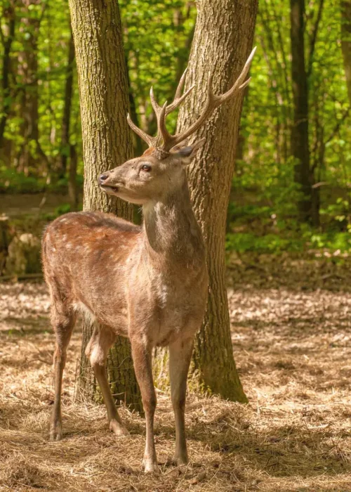 Sikahirsch steht im Wald und schaut in die Ferne