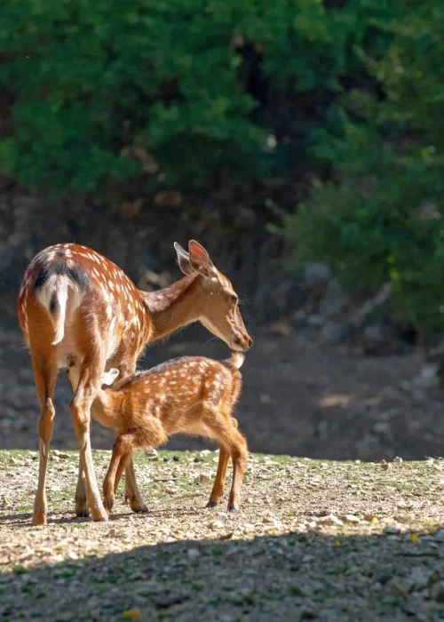 Sikawild Mutter und ein Kalb das gerade bei der Mutter trinkt.
