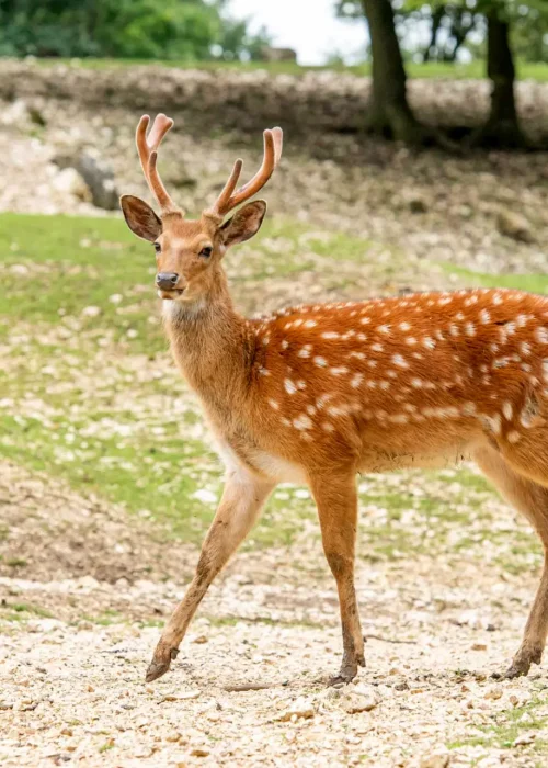 Junger Sikahirsch steht und schaut Richtung Kamera