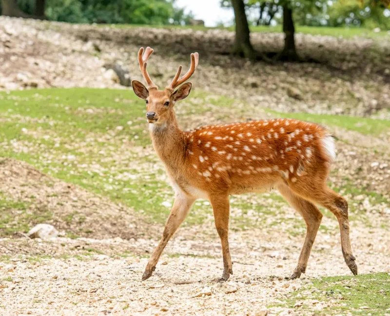 Junger Sikahirsch steht und schaut Richtung Kamera