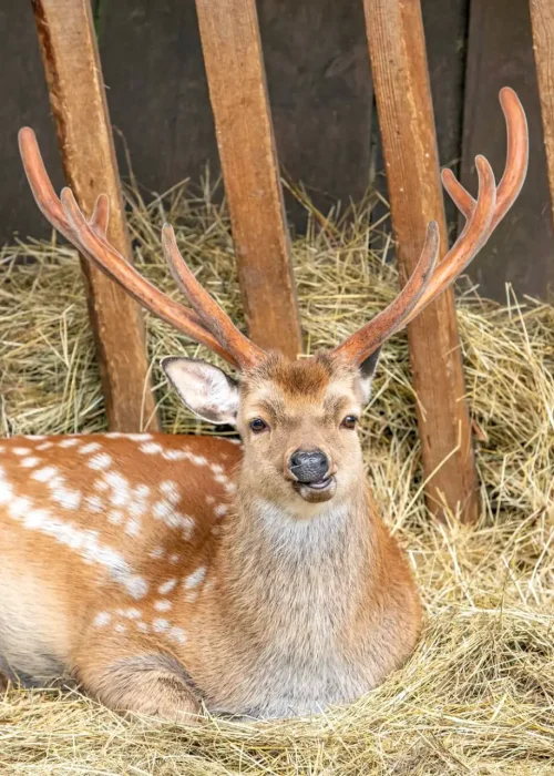 Junger Sikahirsch sitzt im Unterstand dahinter die Strohraufe und wiederkäut.