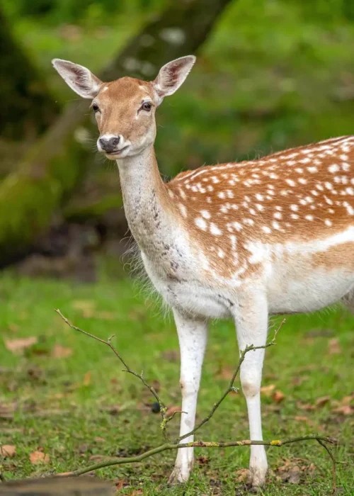 Sikawild Tierpark Ernstbrunn 012