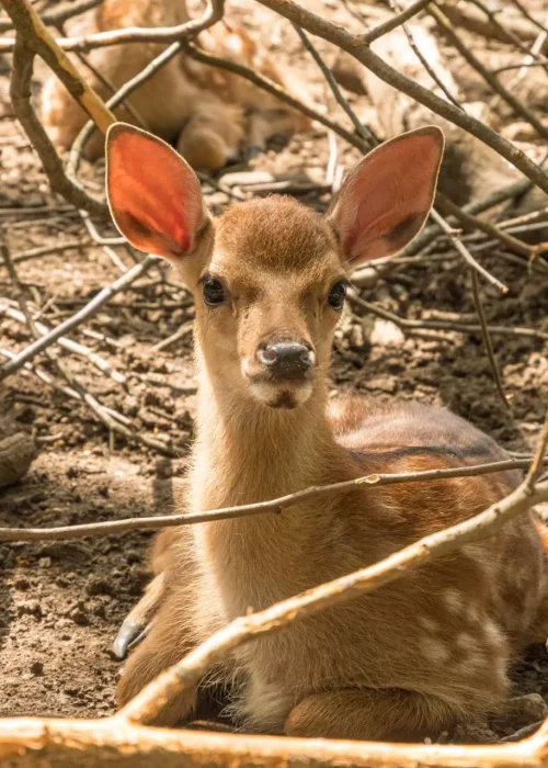 Junges Sikawild sitzt im Wald in einem Haufen voller Äste