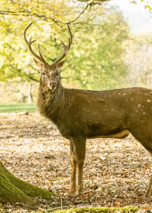 Sikahirsch steht in auf einer mit Laub bedeckten Wiese in einem lichten Waldstück im Wildpark Ernstbrunn