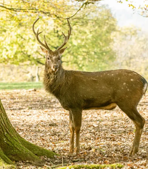 Sikahirsch steht in auf einer mit Laub bedeckten Wiese in einem lichten Waldstück im Wildpark Ernstbrunn