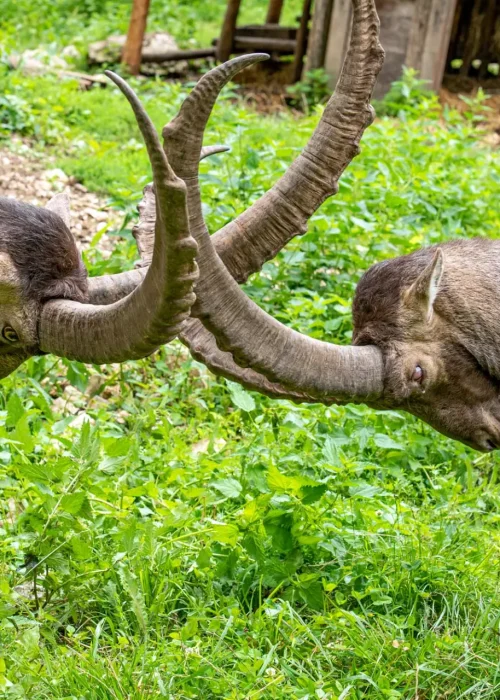 Zwei Steinböcke stoßen mit ihren Hörnern auf einer Wiese zusammen.