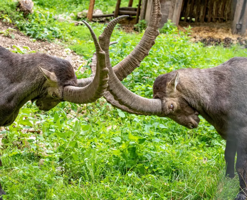 Zwei Steinböcke stoßen mit ihren Hörnern auf einer Wiese zusammen.