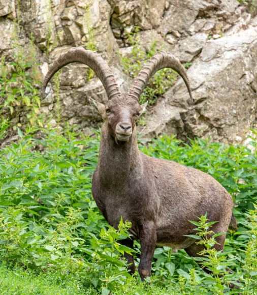 Steinbock mit großen, gebogenen Hörnern vor Felswand und Grün.