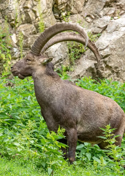 Ein Steinbock steht in einem Busch aus Brennnesseln und schaut in die Ferne
