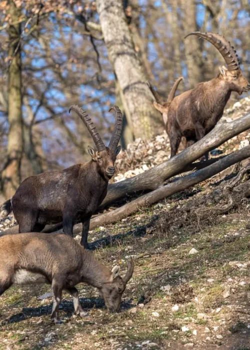 Drei Steinböcke stehen auf einem steilen Berghang