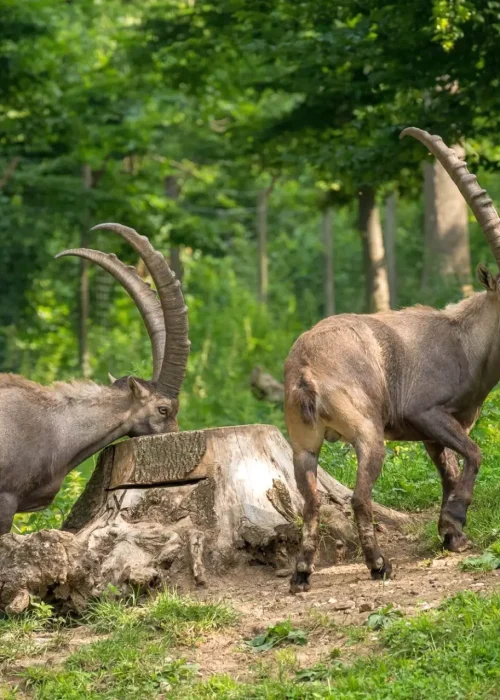 Ein Steinbock steht und isst aus einem Baumstamm und eine zweiter steht daneben und schaut zurück zur Kamera