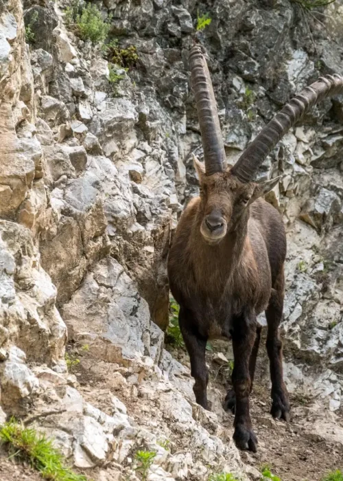 Steinbock steht am Fuß einer Felswand