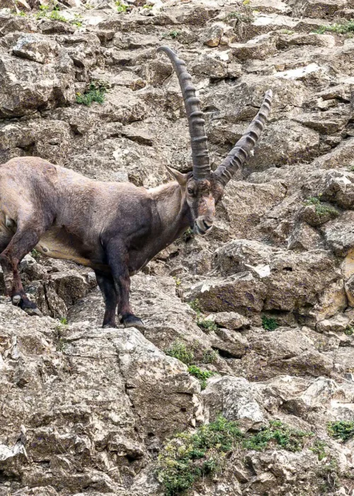Steinbock steht an einem Vorsprung der Felswand und schaut herab