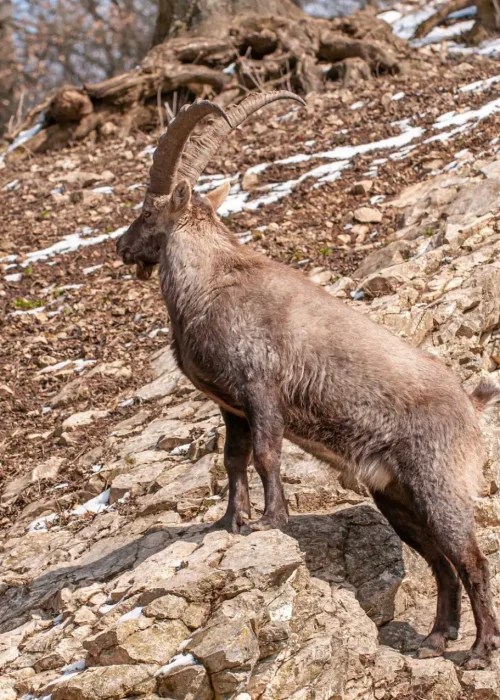 Steinbock steht auf der Klippe und beobachtet die Umgebung