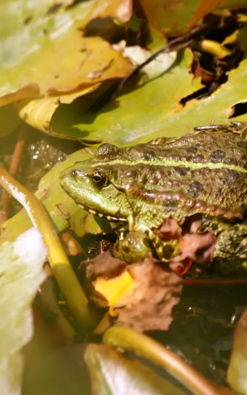 Ein Bild von einem Frosch versteckt zwischen dicht aneinander liegenden Seerosenblättern.