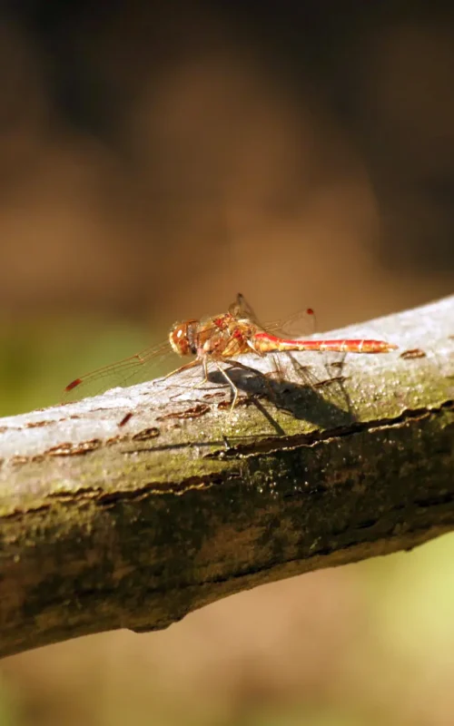 Eine rot-orange Libelle sitzend auf einem Ast.