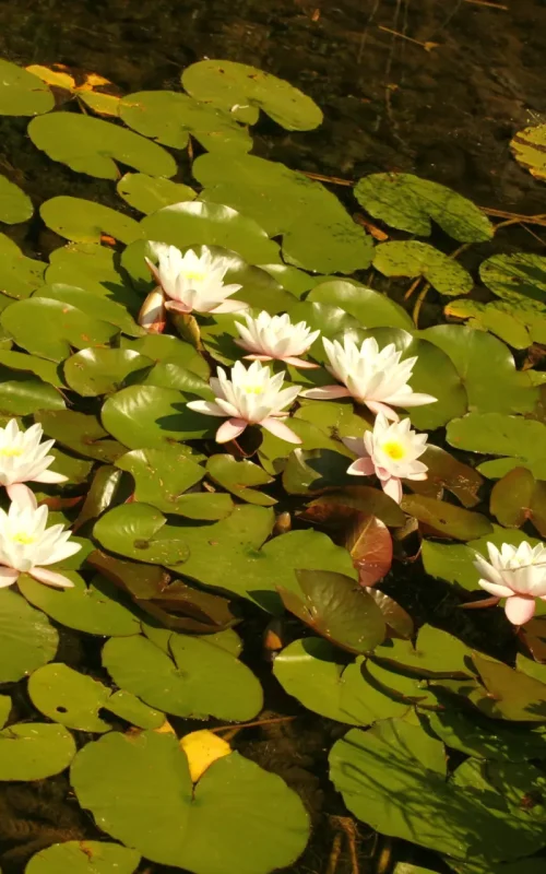 Meer aus Seerosenblätter mit weiß-rosa blühenden Seerosen.