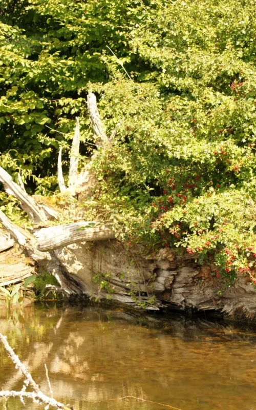 Idyllisches Ufer mit grünem Laub, umgestürzten Baum und Wasser im Vordergrund. Das kann man bei einem Ausflug in den Tierpark erleben.