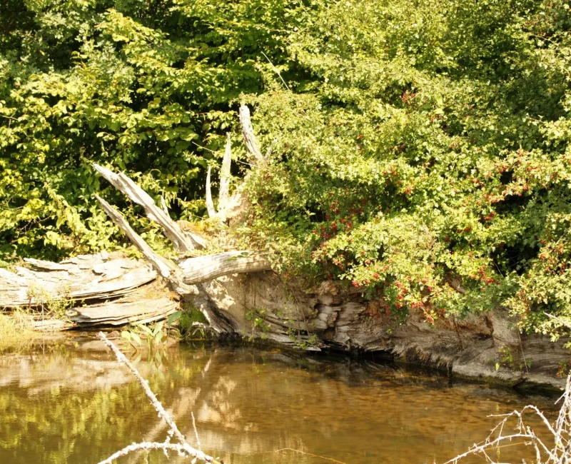Idyllisches Ufer mit grünem Laub, umgestürzten Baum und Wasser im Vordergrund. Das kann man bei einem Ausflug in den Tierpark erleben.