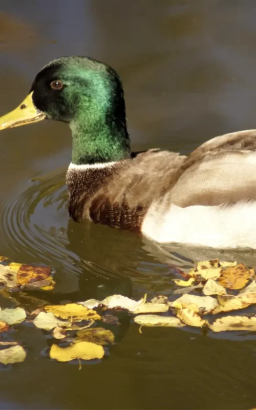 Eine Ente schwimmt auf dem Wasser, während einem Ausflug in den Tierpark.