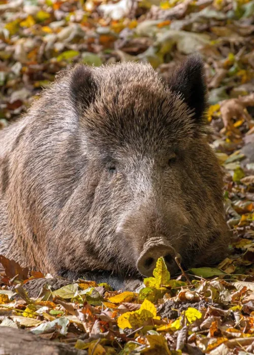 Wildschwein liegt auf Laub bedeckten Boden im Wildpark Ernstbrunn und schläft