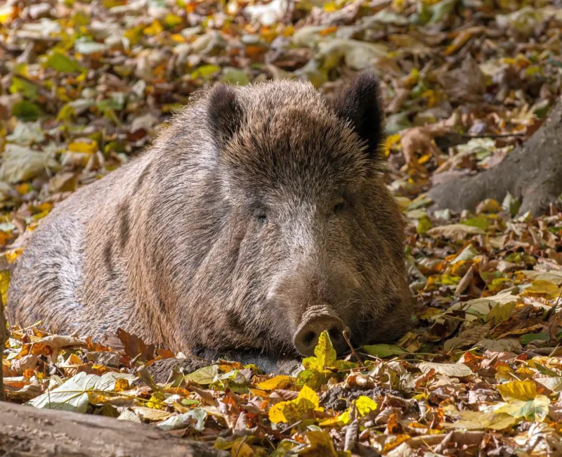 Wildschwein liegt auf Laub bedeckten Boden im Wildpark Ernstbrunn und schläft