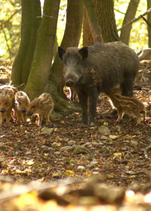 Bache mit sieben Frischlingen im herbstlichen Wald.