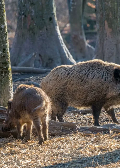 Wildschwein mit geöffnetem Maul neben zwei Frischlingen.