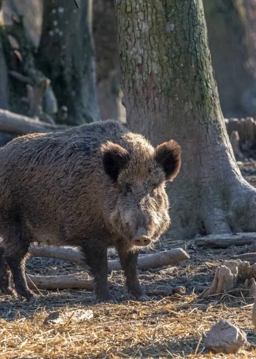 Einzelnes Wildschwein steht auf Stroh vor Baumstämmen.