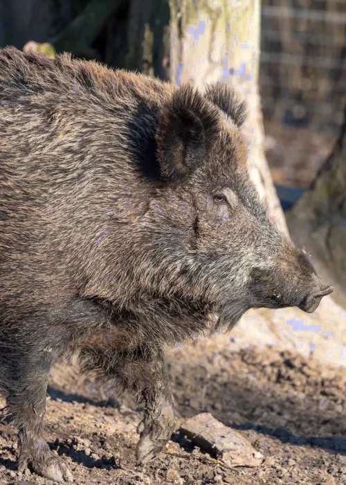 Wildschwein im Profil läuft an Baum vorbei.