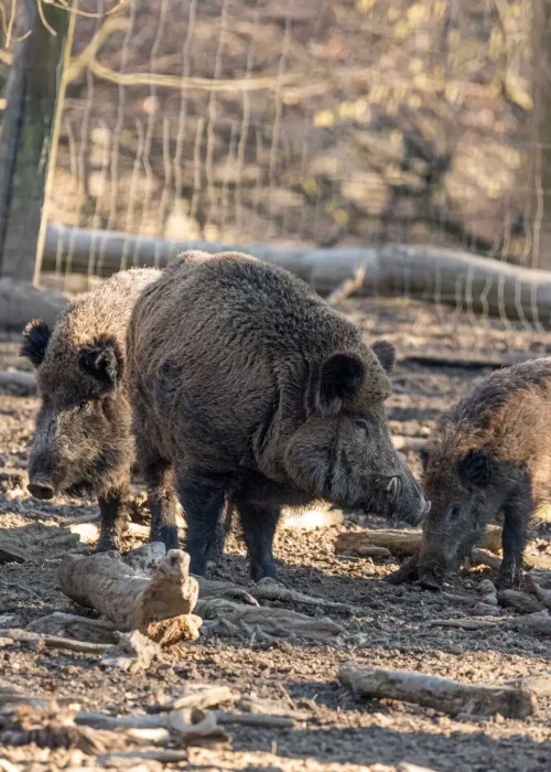 Gruppe aus fünf Wildschweinen im lichten Waldgehege.