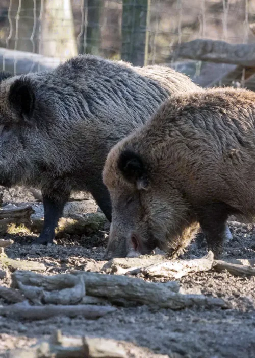 Zwei Wildschweine schnüffeln am Boden zwischen Ästen.