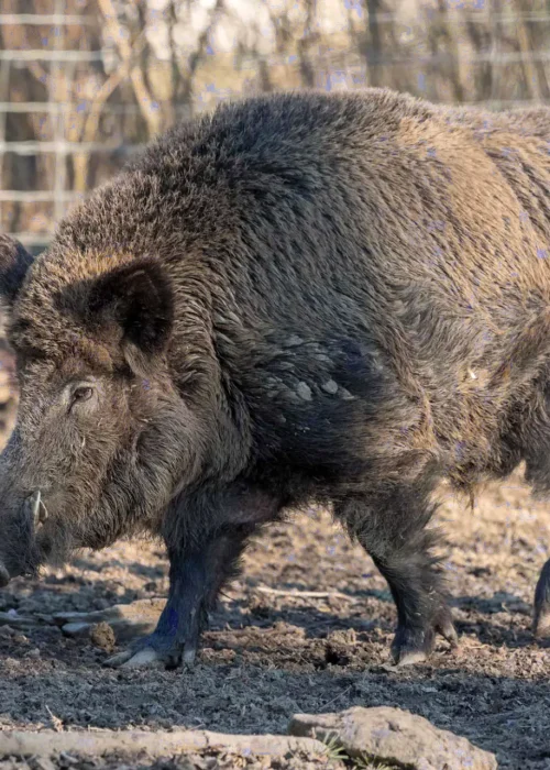 Großes Wildschwein mit sichtbaren Hauern im Gehege.