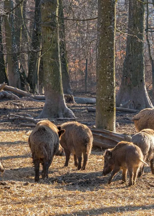 Sechs Wildschweine auf Waldboden zwischen Bäumen.