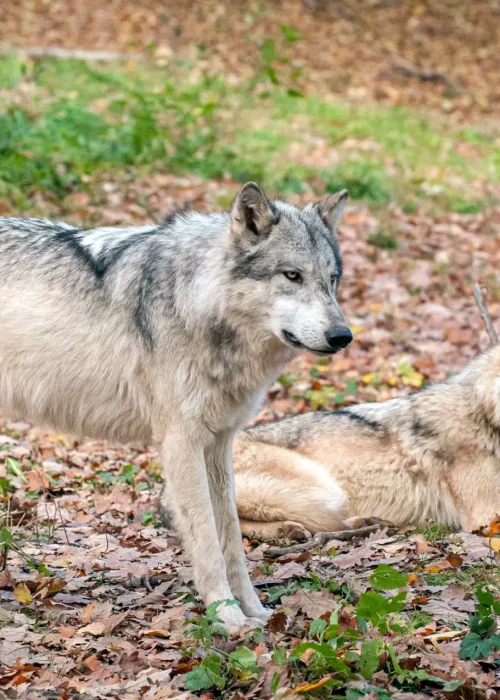 Zwei Wölfe im herbstlichen Laub – einer stehend, der andere liegend – wirken wachsam und ruhig.