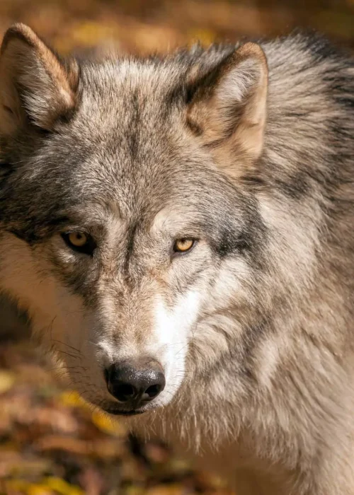 Ein Wolf steht mit durchdringendem Blick auf herbstlichem Waldboden und beobachtet die Umgebung.