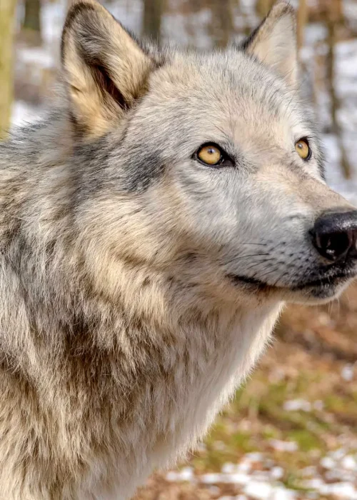 Ein Wolf mit goldenen Augen blickt aufmerksam zur Seite, im Hintergrund ein verschneiter Wald.