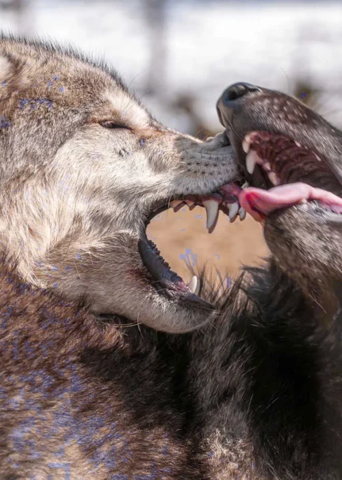 Zwei Wölfe in intensivem sozialen Kontakt – ihre Mäuler geöffnet, als würden sie sich spielerisch beißen.