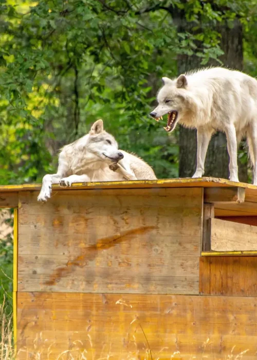 Zwei Wölfe auf einem Holzunterstand – einer liegt, der andere steht knurrend mit geöffnetem Maul.