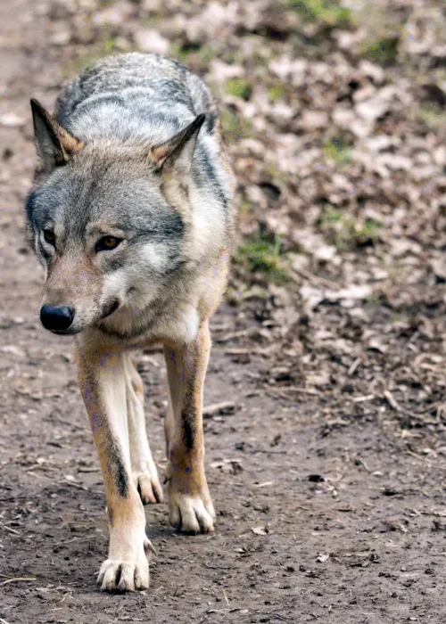 Ein einzelner Wolf schleicht vorsichtig über einen erdigen Pfad, mit gespitzten Ohren und wachsamen Augen.