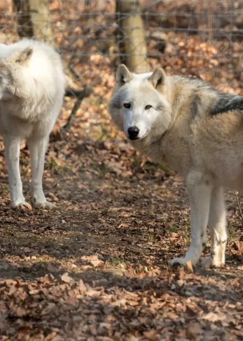 Zwei Wölfe stehen im Laubwaldgehege, einer davon schaut direkt in die Kamera.