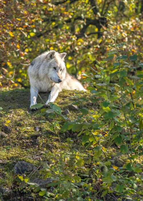 Ein einzelner Wolf liegt auf einer grünen, bewachsenen Anhöhe und ruht inmitten herbstlicher Natur.