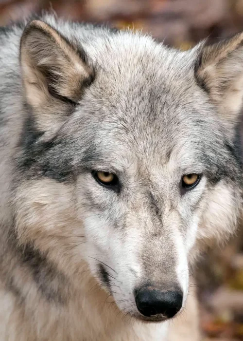 Ein Wolf schaut konzentriert in die Kamera, das Fell grau und dicht, Blätter bedecken den Boden.