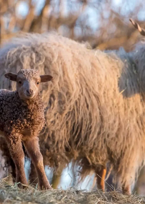 Ein Zackelschaflamm steht neben einem erwachsenen Schaf, beide im warmen Licht des Sonnenuntergangs.