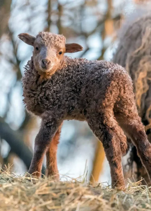 Ein junges, dunkelbraunes Zackelschaflamm steht neugierig auf Strohboden und blickt direkt in die Kamera.