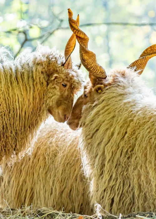 Zwei Zackelschafe berühren mit ihren Köpfen sanft aneinander, ihre gedrehten Hörner bilden ein auffälliges Muster.