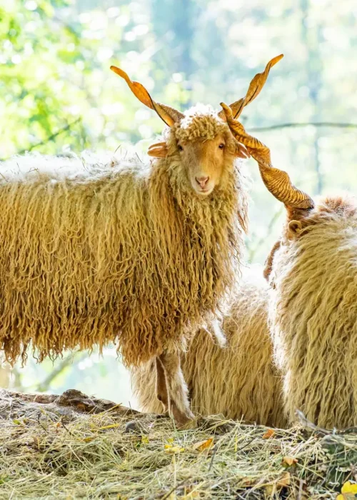 Zwei Zackelschafe mit langen, gedrehten Hörnern stehen im Sonnenlicht auf einer mit Stroh bedeckten Lichtung im Wald.