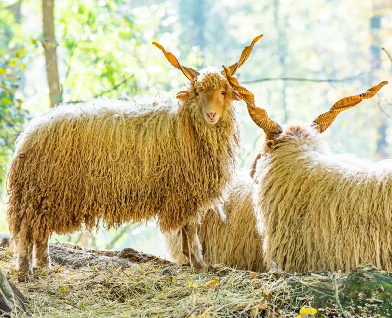 Zwei Zackelschafe mit langen, gedrehten Hörnern stehen im Sonnenlicht auf einer mit Stroh bedeckten Lichtung im Wald.