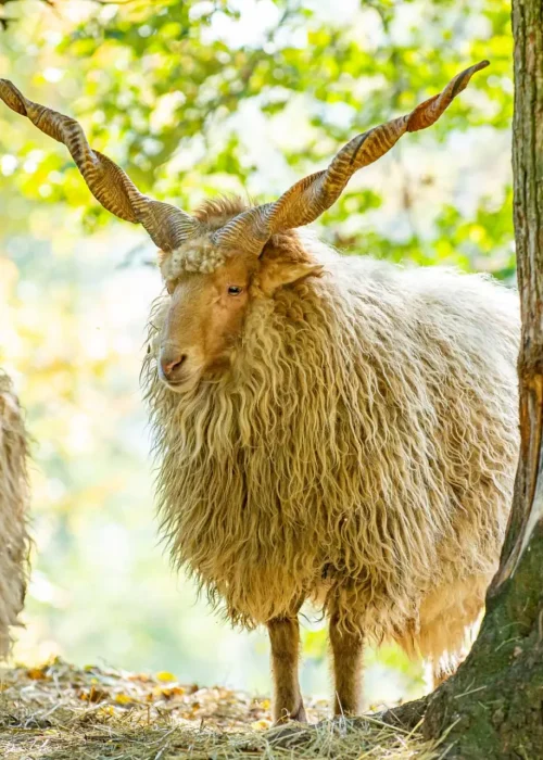 Ein Zackelschaf mit imposant gewundenen Hörnern steht neben einem Baum im herbstlich gefärbten Wald.