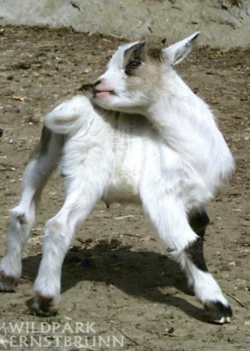 junge Ziege steht und juckt sich am Hinterteil